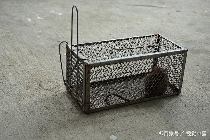 消杀行业的趋势与挑战:鼠患治理的现状和未来