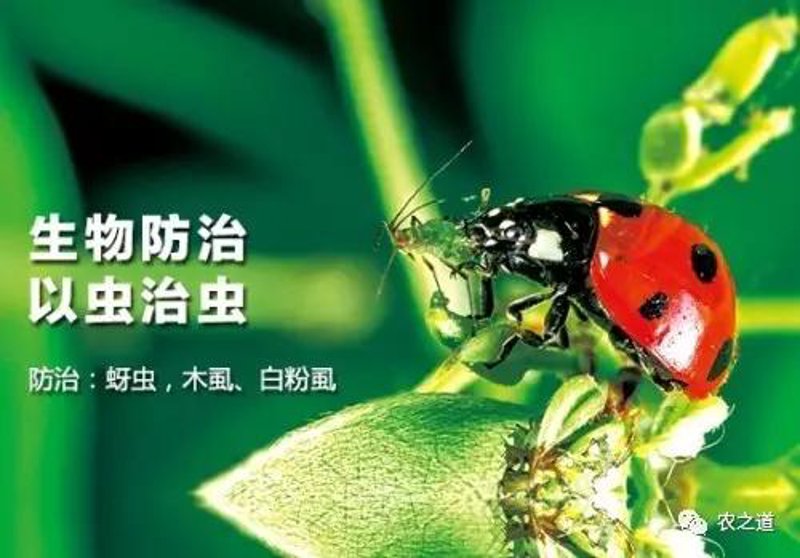 山西除害战:共筑美好家园